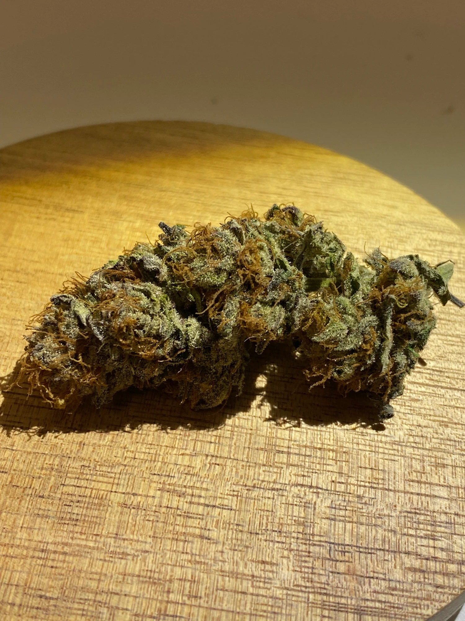 Mimosa