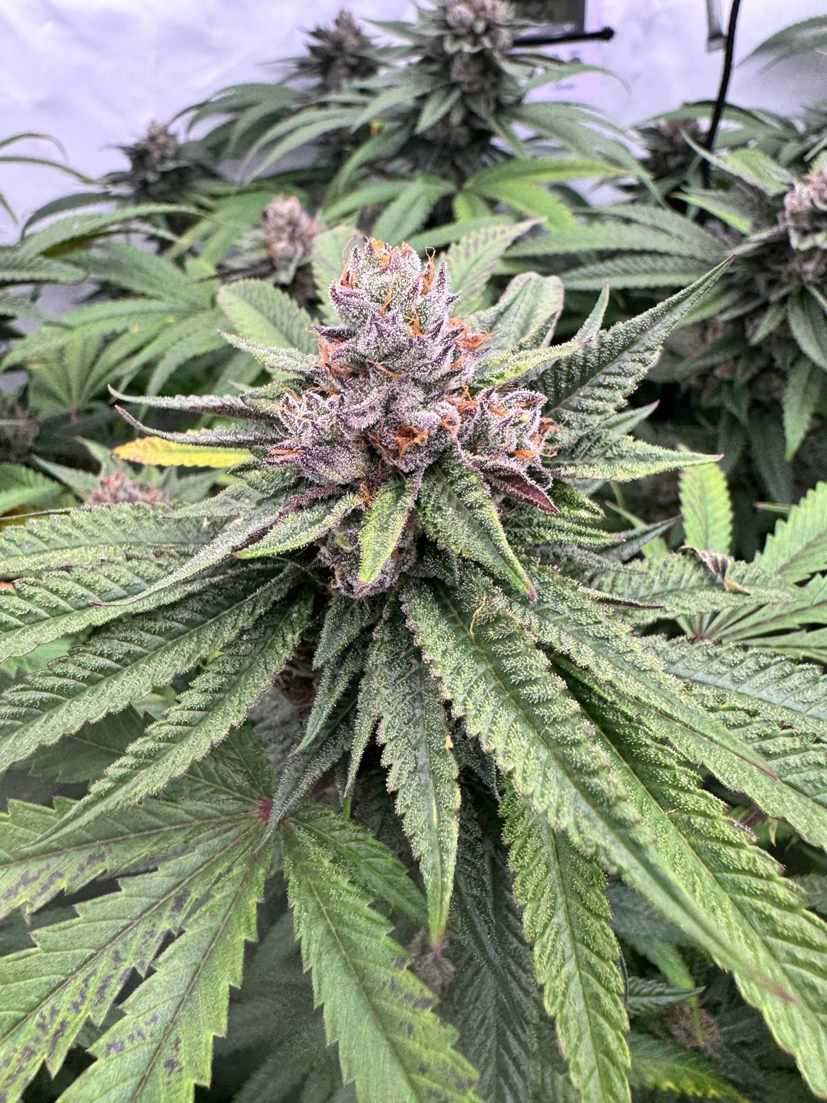 Lemon Cherry Gelato Steckling (Backpack Boyz Cut)