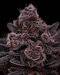 Super Buff Cherry #26