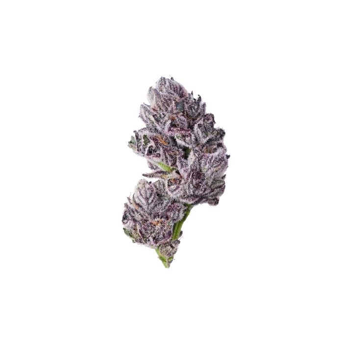 Iced Sangria Triploid F1