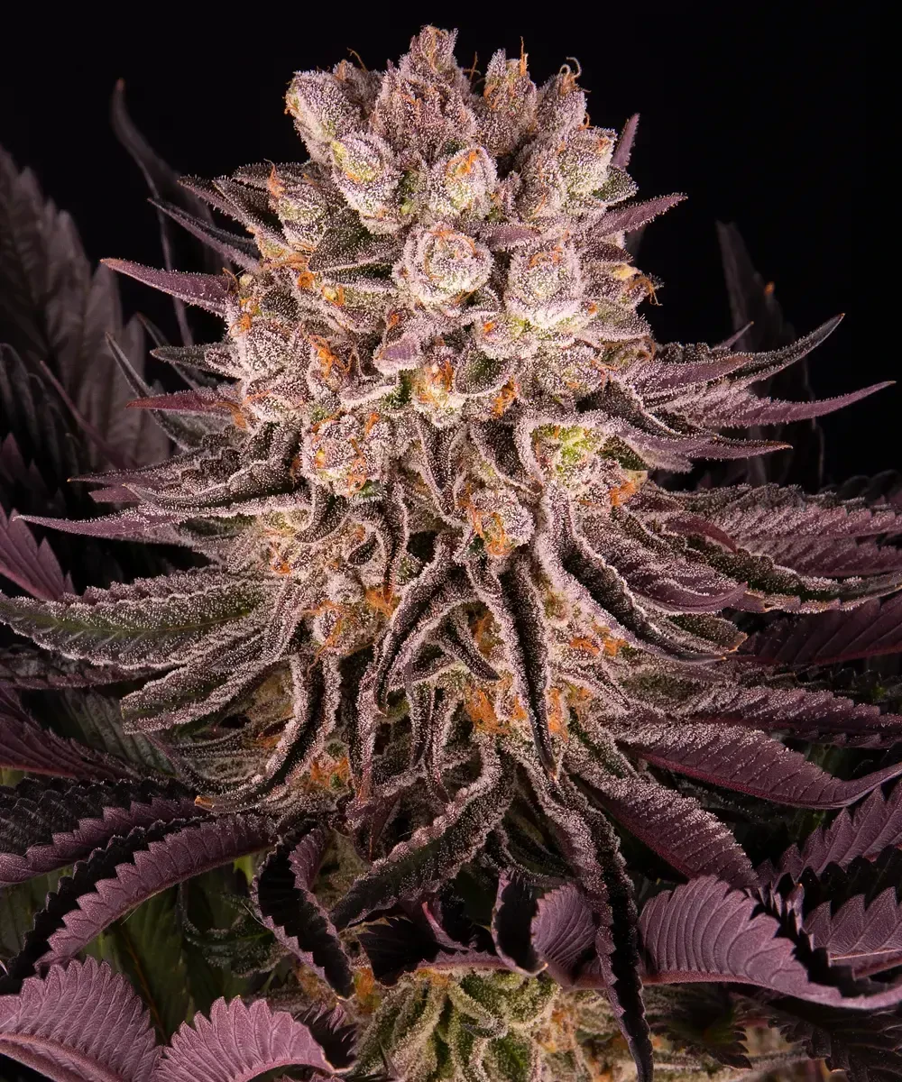 Mimosa Evolution x Orange Punch