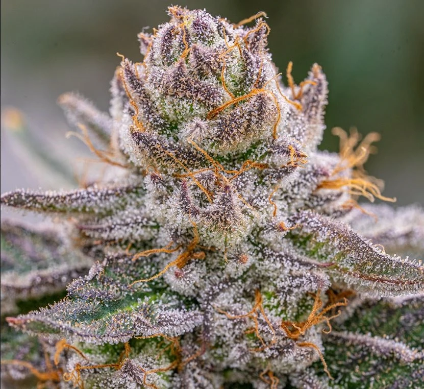 Grape Gas S1