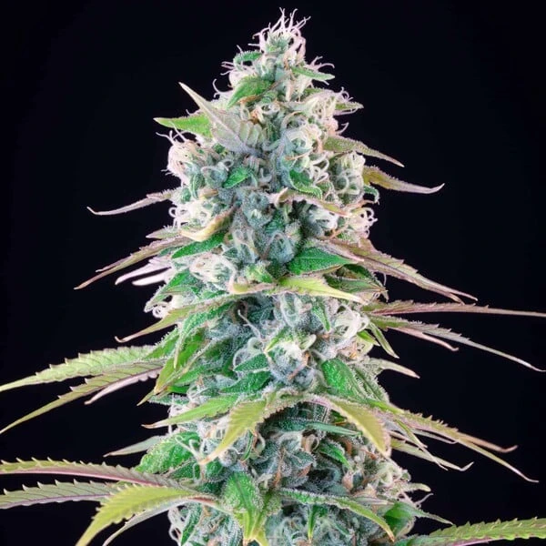 Gelato #44