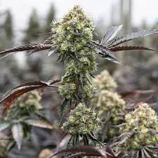 Rainbow Sherbert # 11