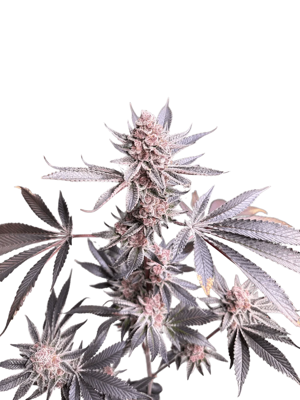 Super Buff Cherry #26