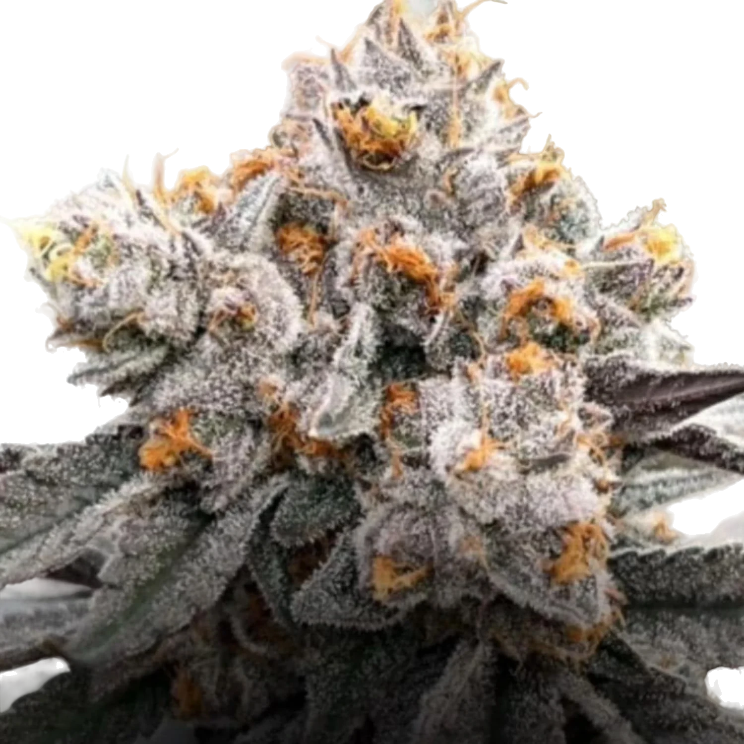 Permanent Chimera #35