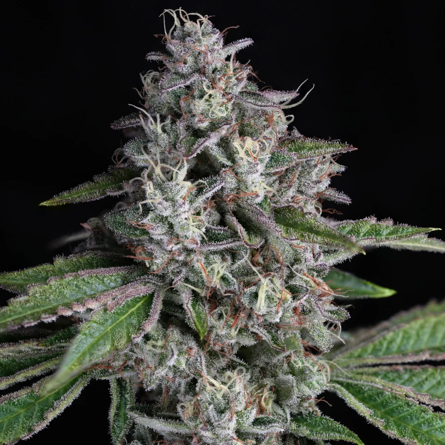 Strawberry Guava