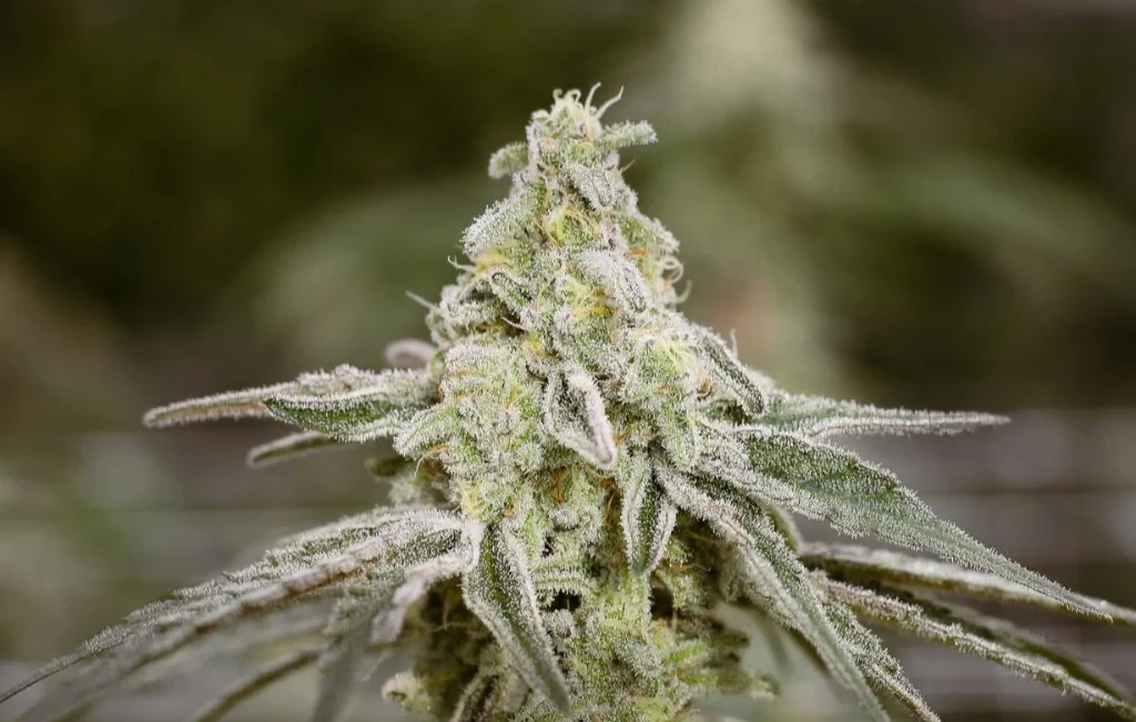 Miracle Alien Cookies