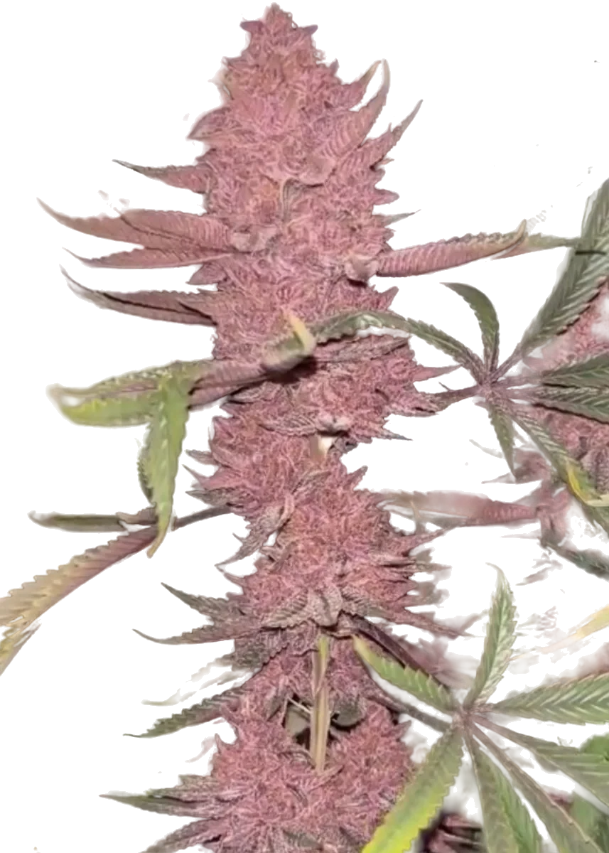 Colorado Nightshifter #11