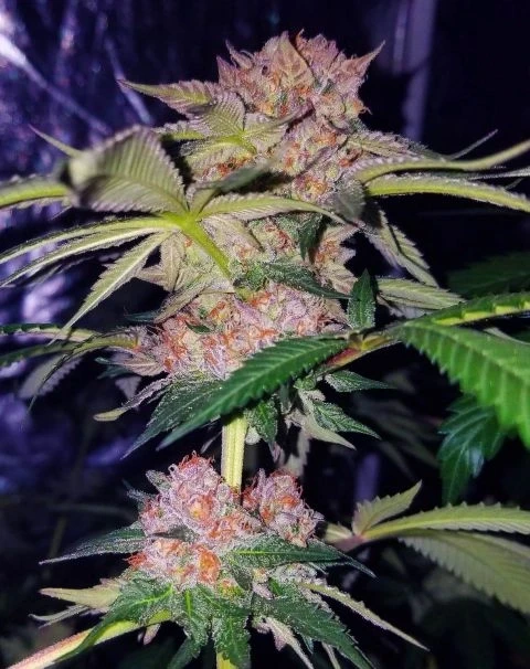 Mimosa Champagne