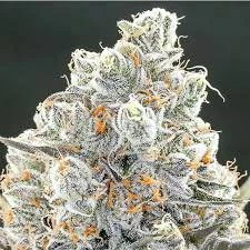 Gorilla Glue #4