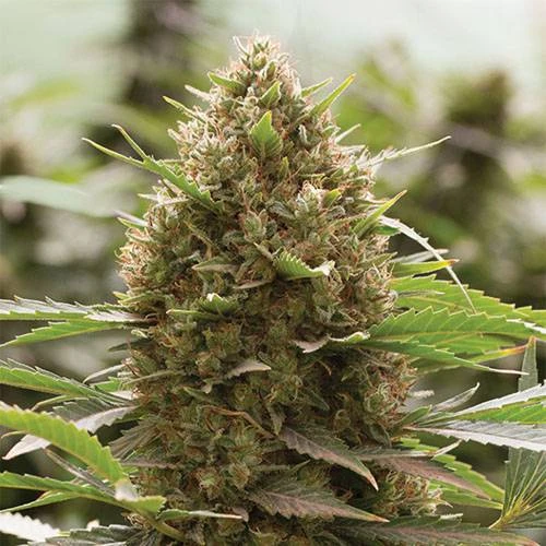 Amnesia Haze Core Cut