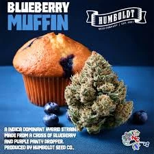 Blueberry Muffin