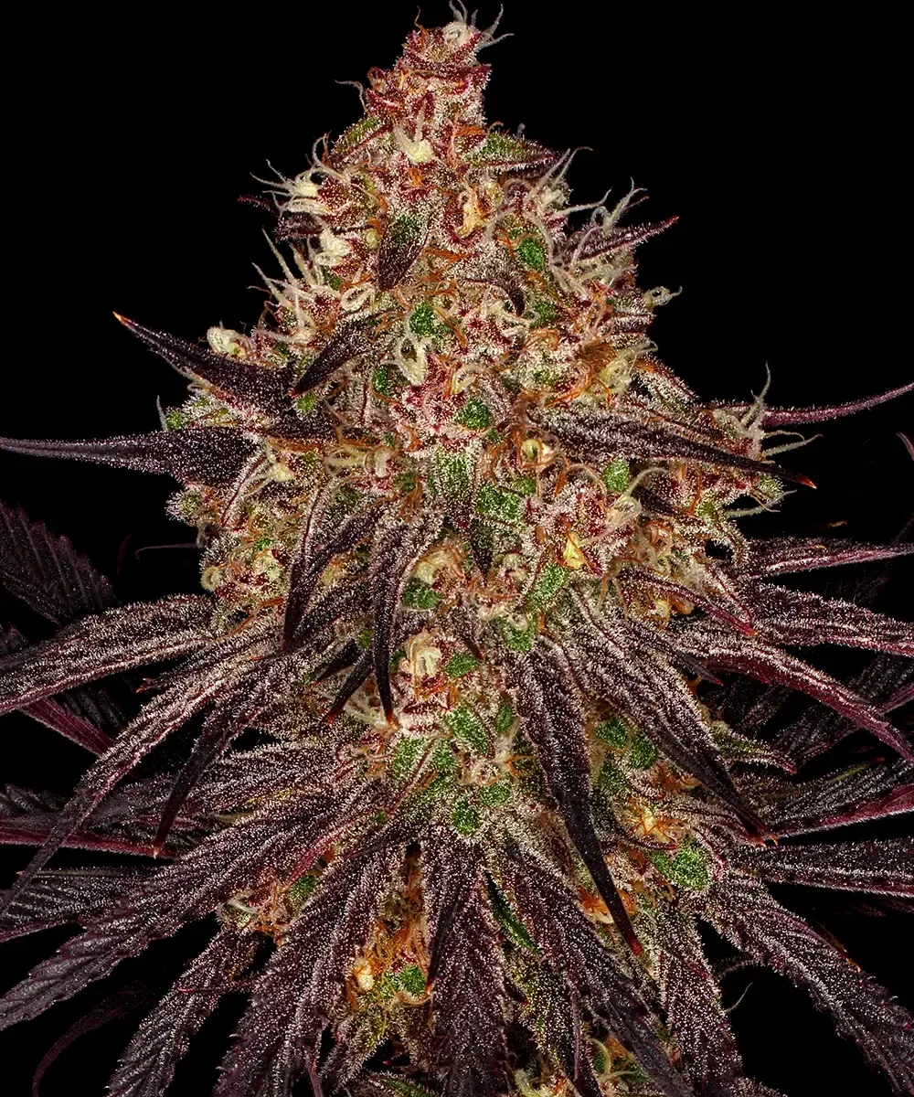 Ayahuasca Purple