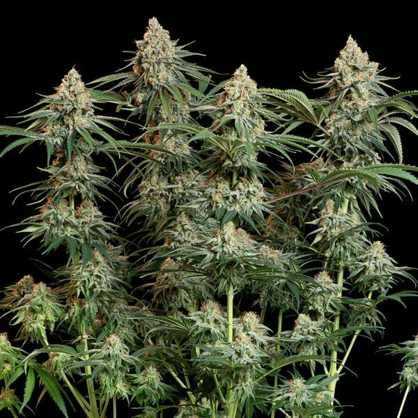 Granddaddy Purple