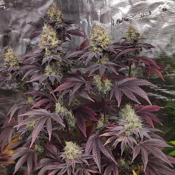 Tropical Mirage Limited Edition