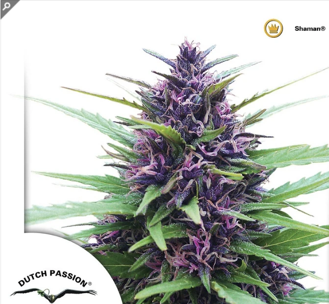 Shaman (Dutch Passion) feminisiert