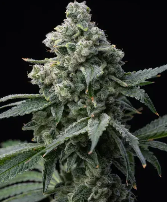 Bruce Banner Strain