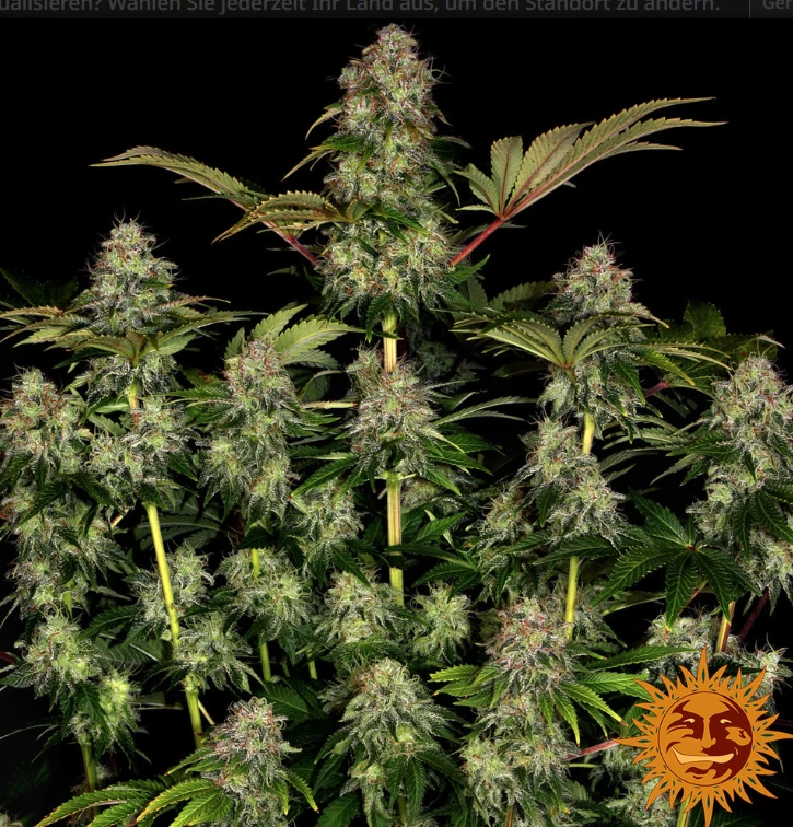 Tangerine Dream Auto Strain