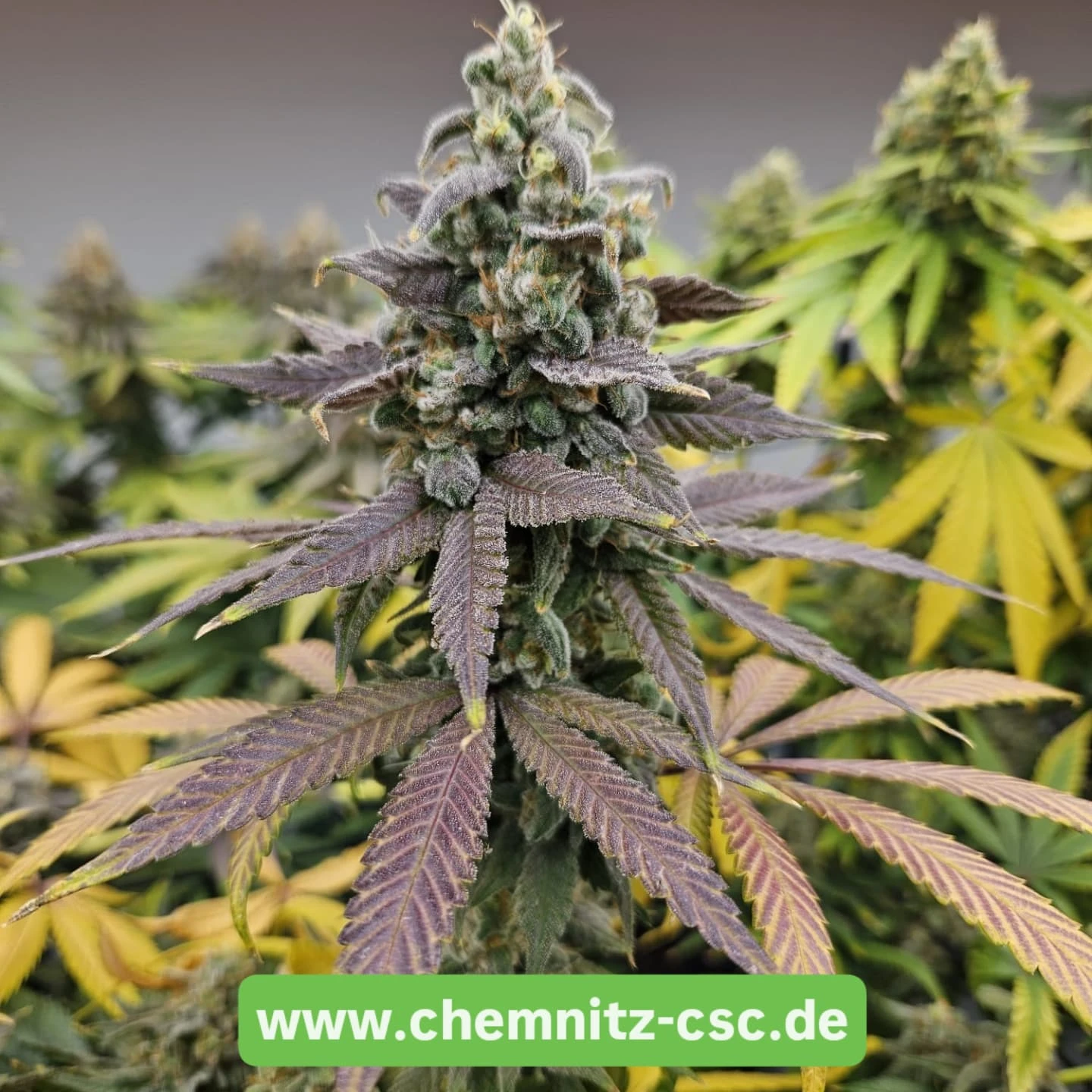 Painkiller XL feminisiert