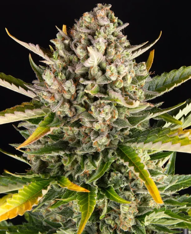 Strawberry Cheesecake Auto Strain