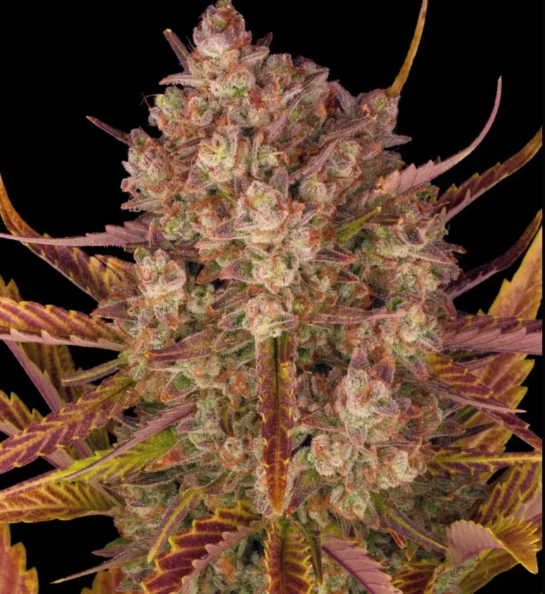 Dos Si Dos Strain