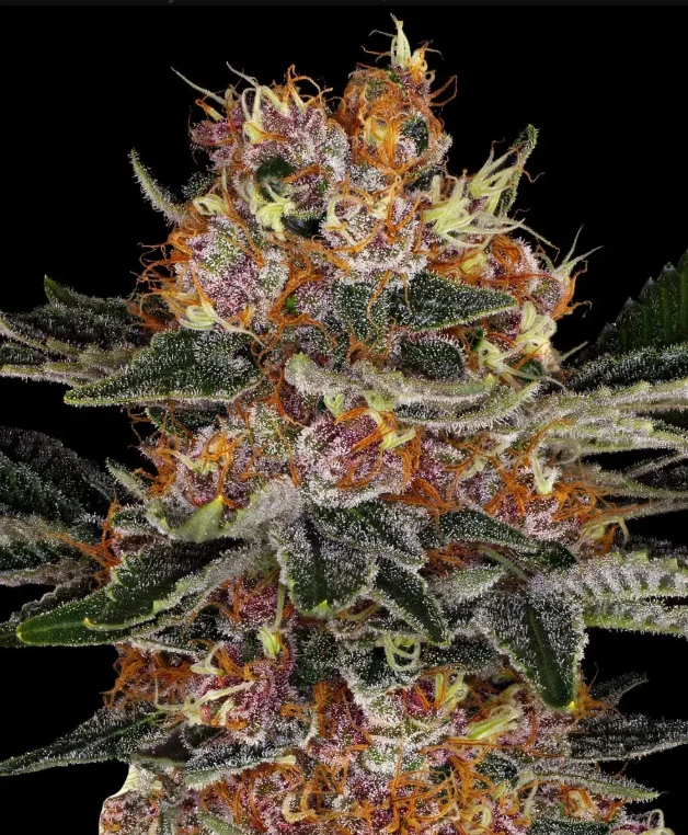 Purple Punch Auto Strain