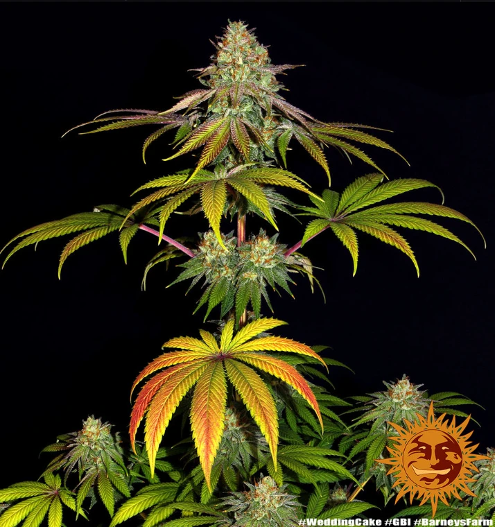 Wedding Cake Strain