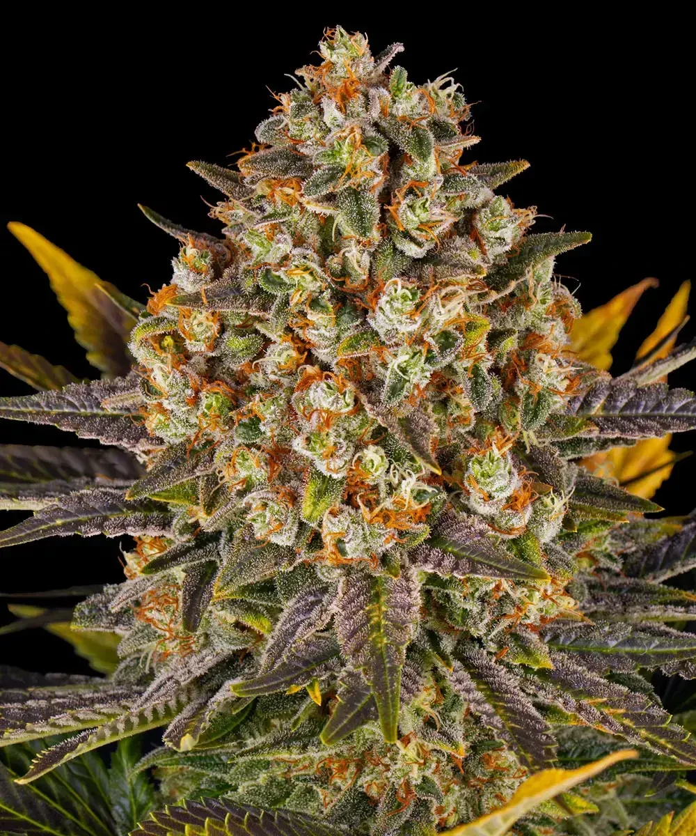 Banana Punch
