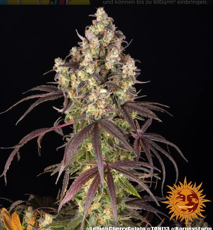 Lemon Cherry Gelato Strain