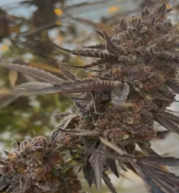 Brrr Berry OG × Purple Punch