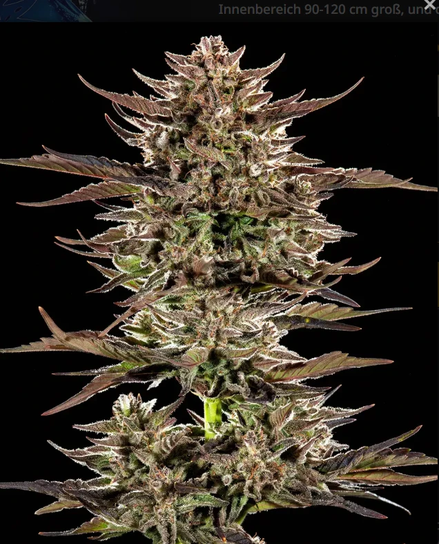 Frosted Zinn x 3 Bears OG Strain