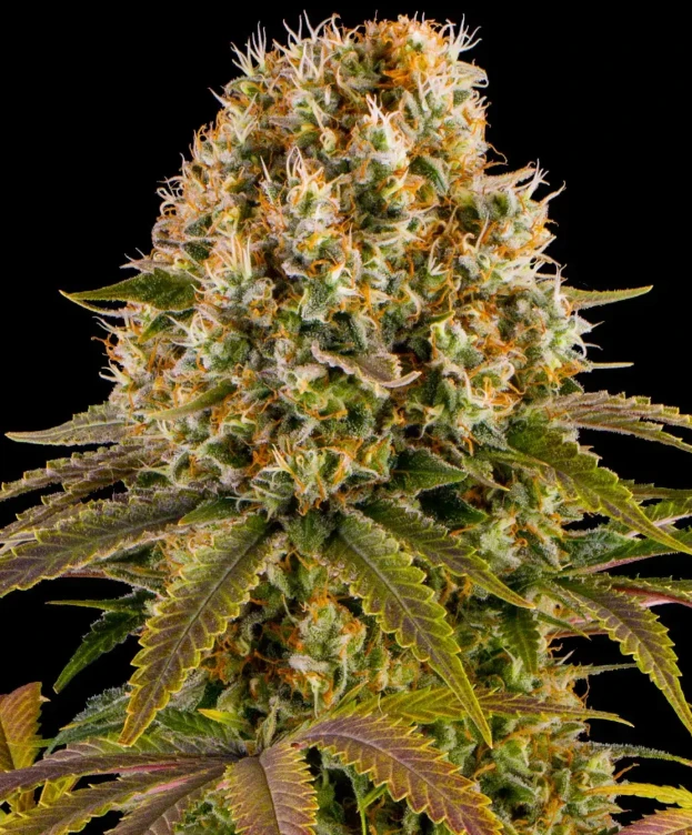 Strawberry Lemonade Strain