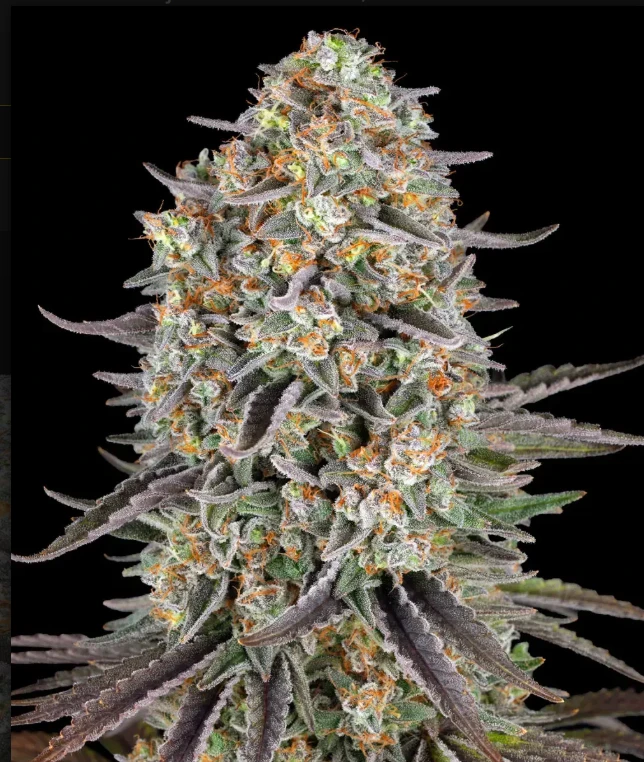 Sour Strawberry Strain