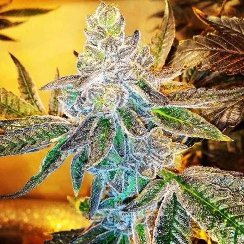PCG Cookies x Watermelon Skittelz