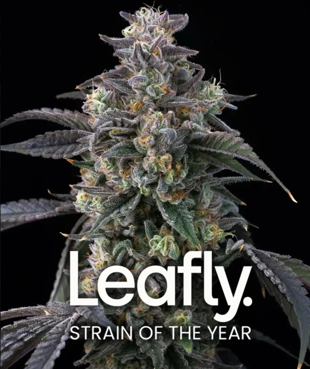 Super Boof Strain