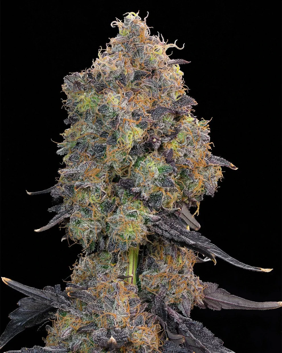 Blueberry Zkunk