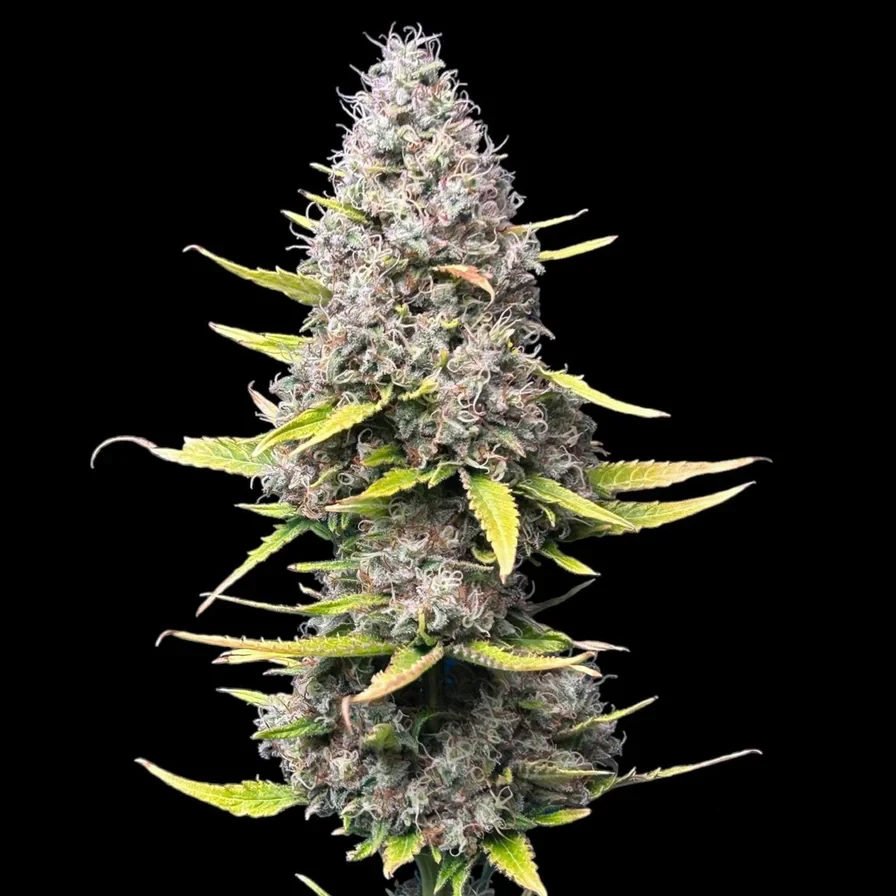 Silver Haze