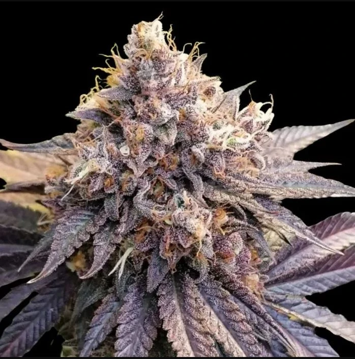 Lemon Zkittle