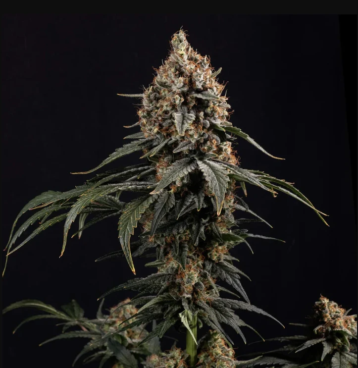 Amnesia Core Cut - HAZE