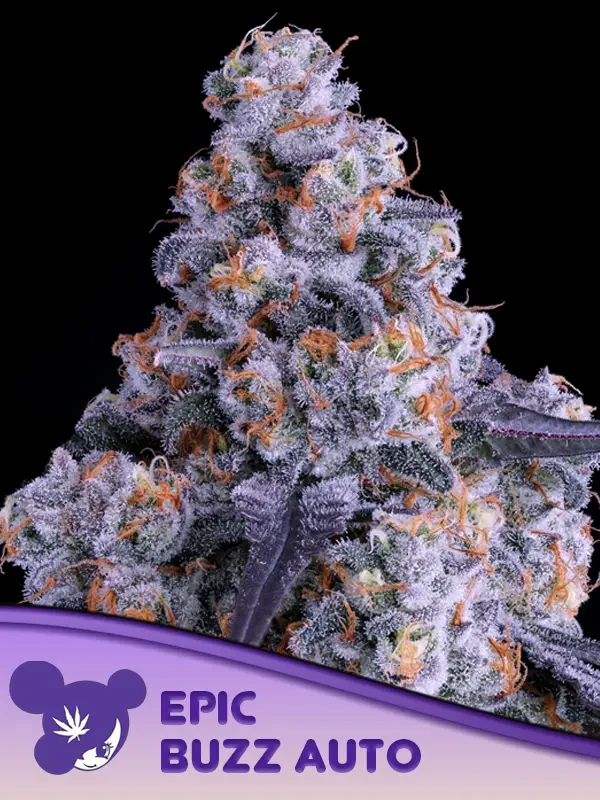 Blackberry Moonrocks