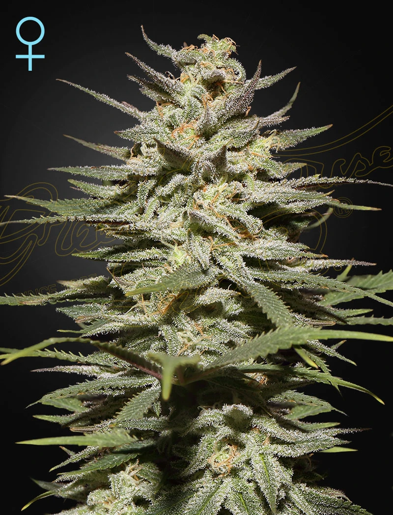 Super Lemon Haze
