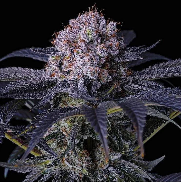 Grape Balls Of Fire