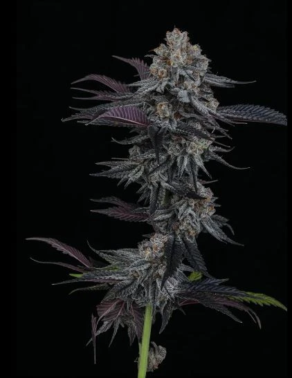 Dantes Inferno (Cali)