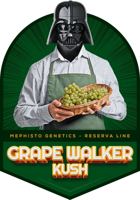 Grape Walker Kush
