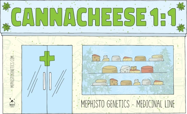Canna-Cheese CBD 1:1