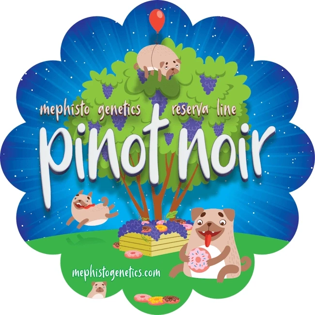 Pinot Noir