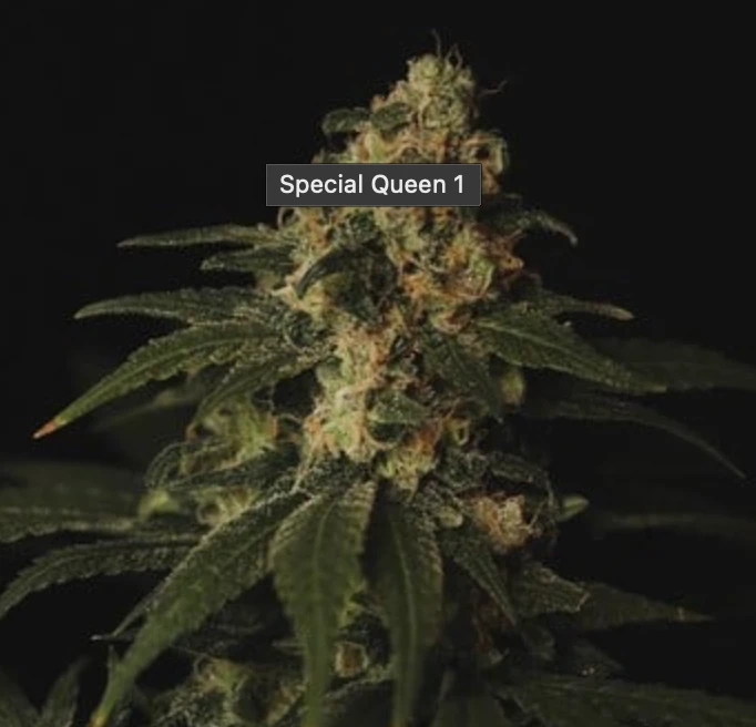 Special Queen