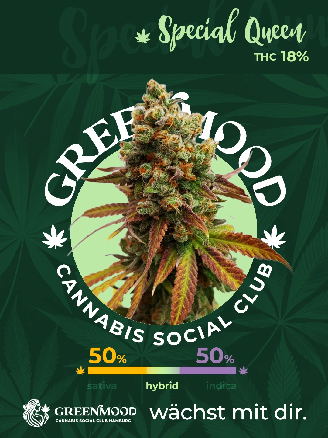 Special Queen - aktuell im Sortiment