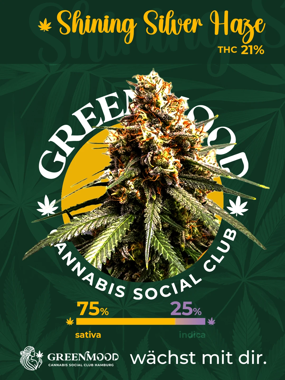 Shining Silver haze - aktuell im Sortiment